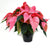Poinsettia 6.5" Pink