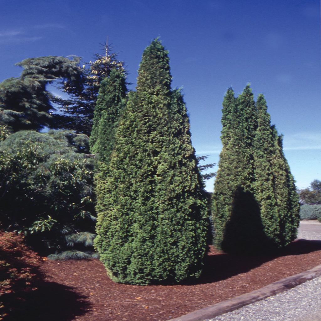 Vigoro 4-5 ft. Emerald Cedar Tree