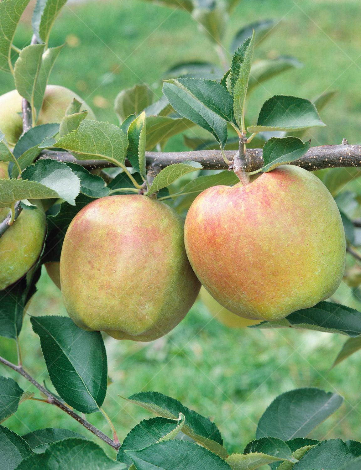 Early Pink Lady Apple — Raintree Nursery