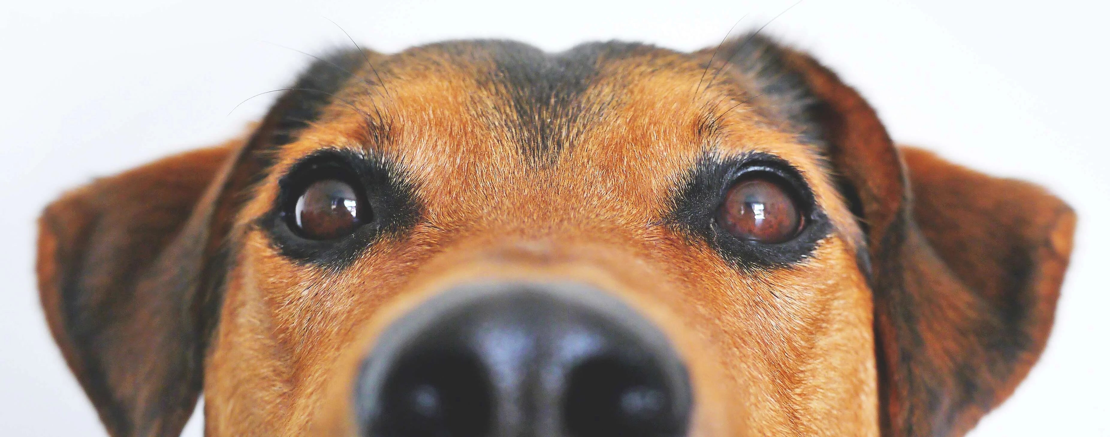 curious dog peeks