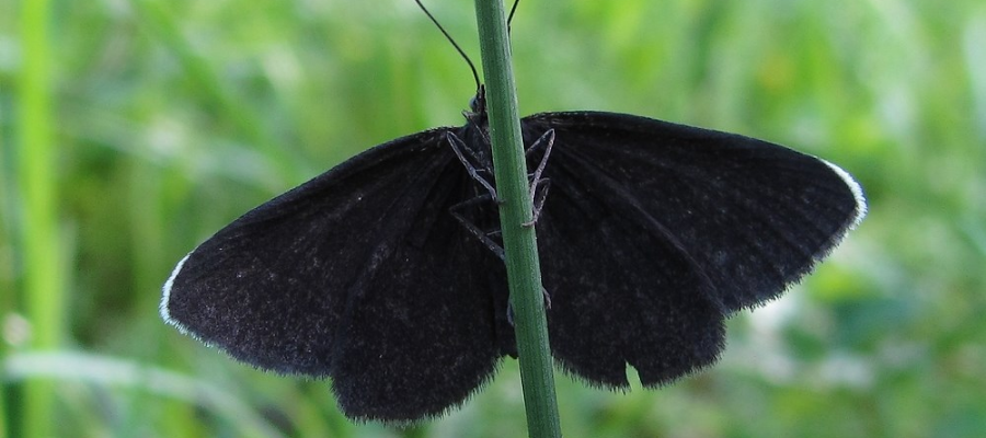 Noir - LA Vie du Papillon