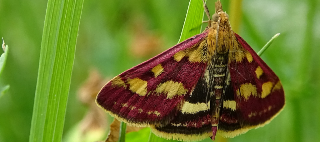 Papillons Roses Decouvrez Les Especes D Europe Boutique Papillon