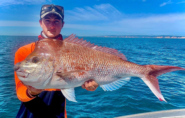 Very good Snapper fishing up at the Island this morning. Caught  approximately 15 in total and kept 7 between 48cm and 60cm. It was hard  t