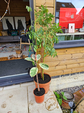 repotting plants, rubber plant, umbrella plant