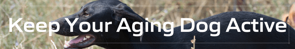 Keeping Your Aging Dog Active