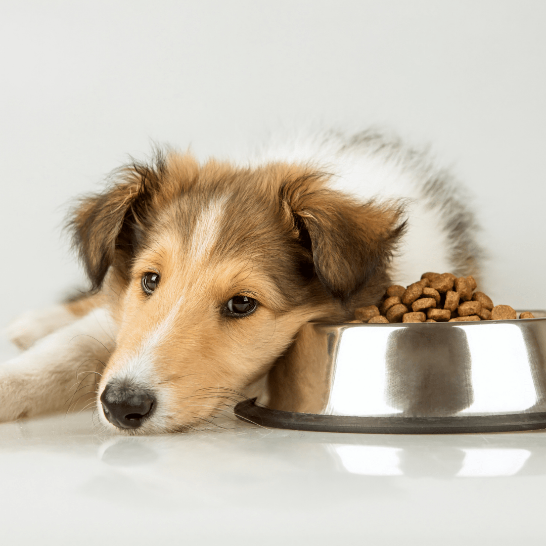 Nutrition For Dogs