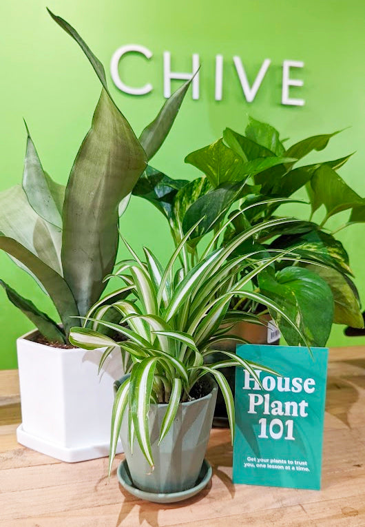 Houseplant 101 Class Easy Plants to Start with