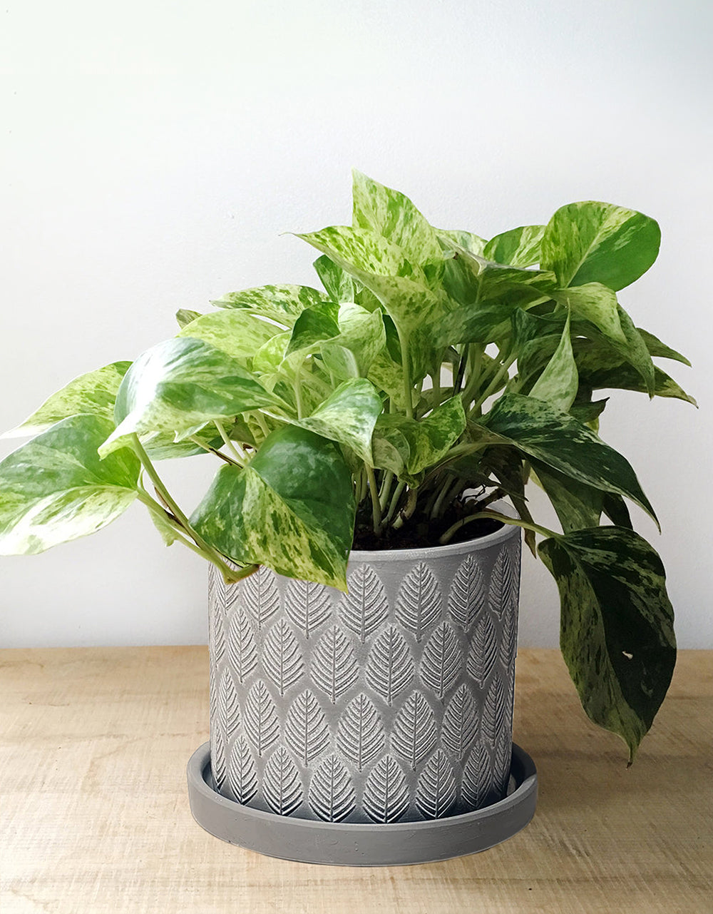 Pothos - Easy Plants to Start with