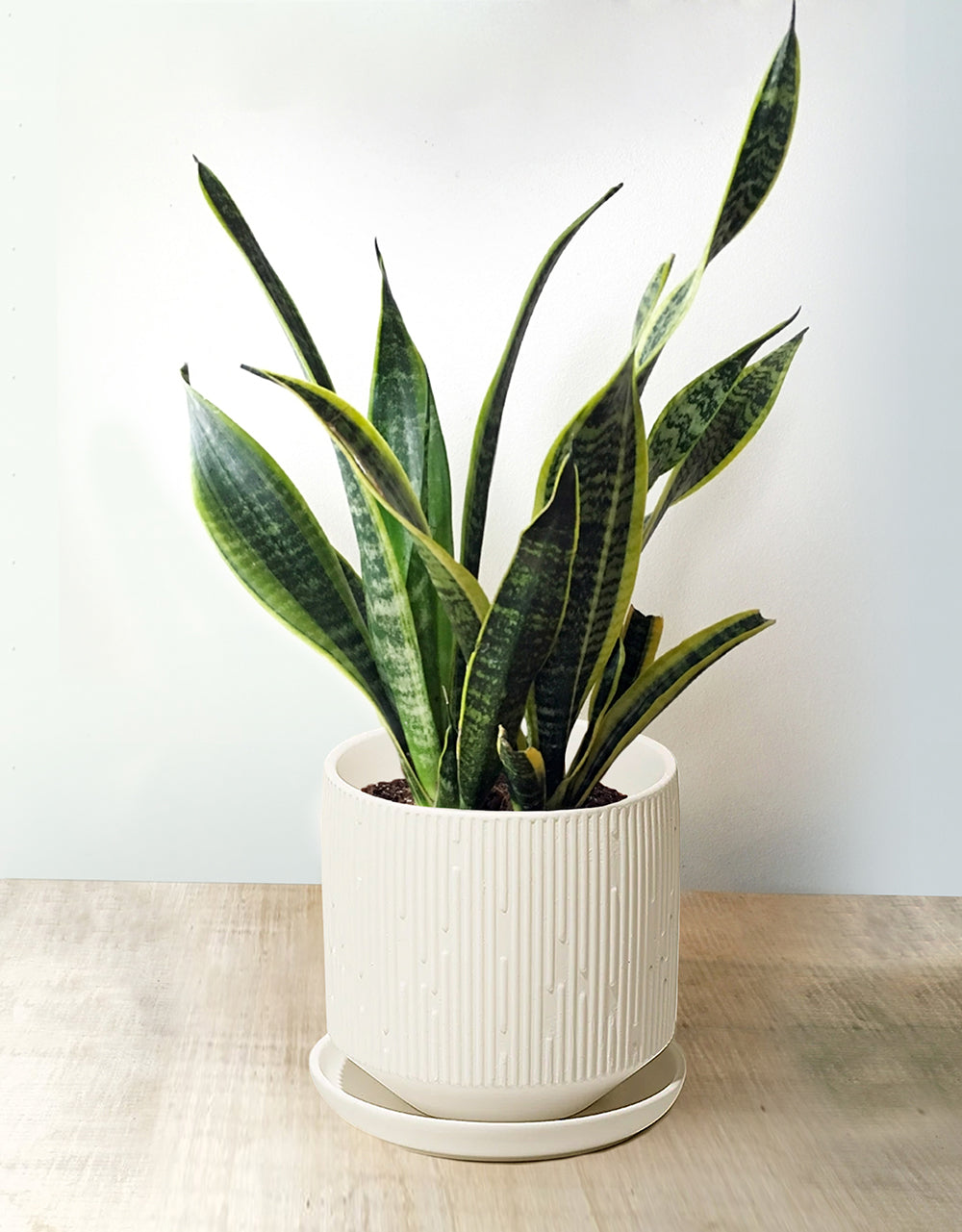 Snake Plant - Easy Plants to Start with
