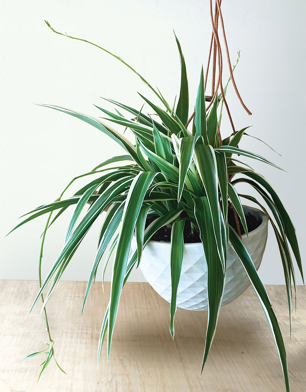 Spider Plant - Easy Plants to Start with
