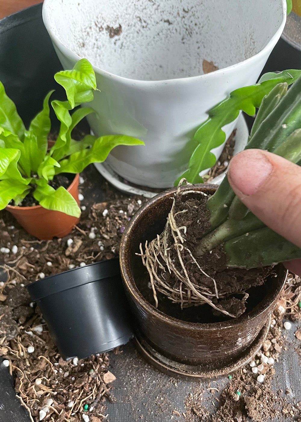 Find pots that are more breathable for your plants