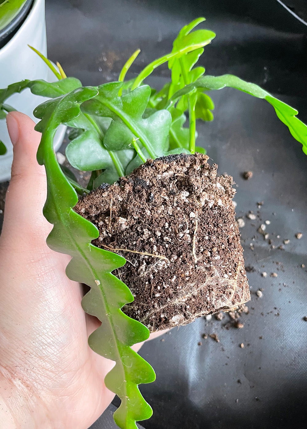Check your plant’s root growth