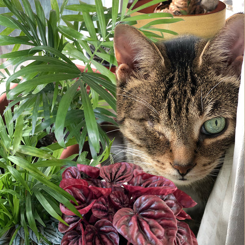 Max The Cat with pet Friendly plants