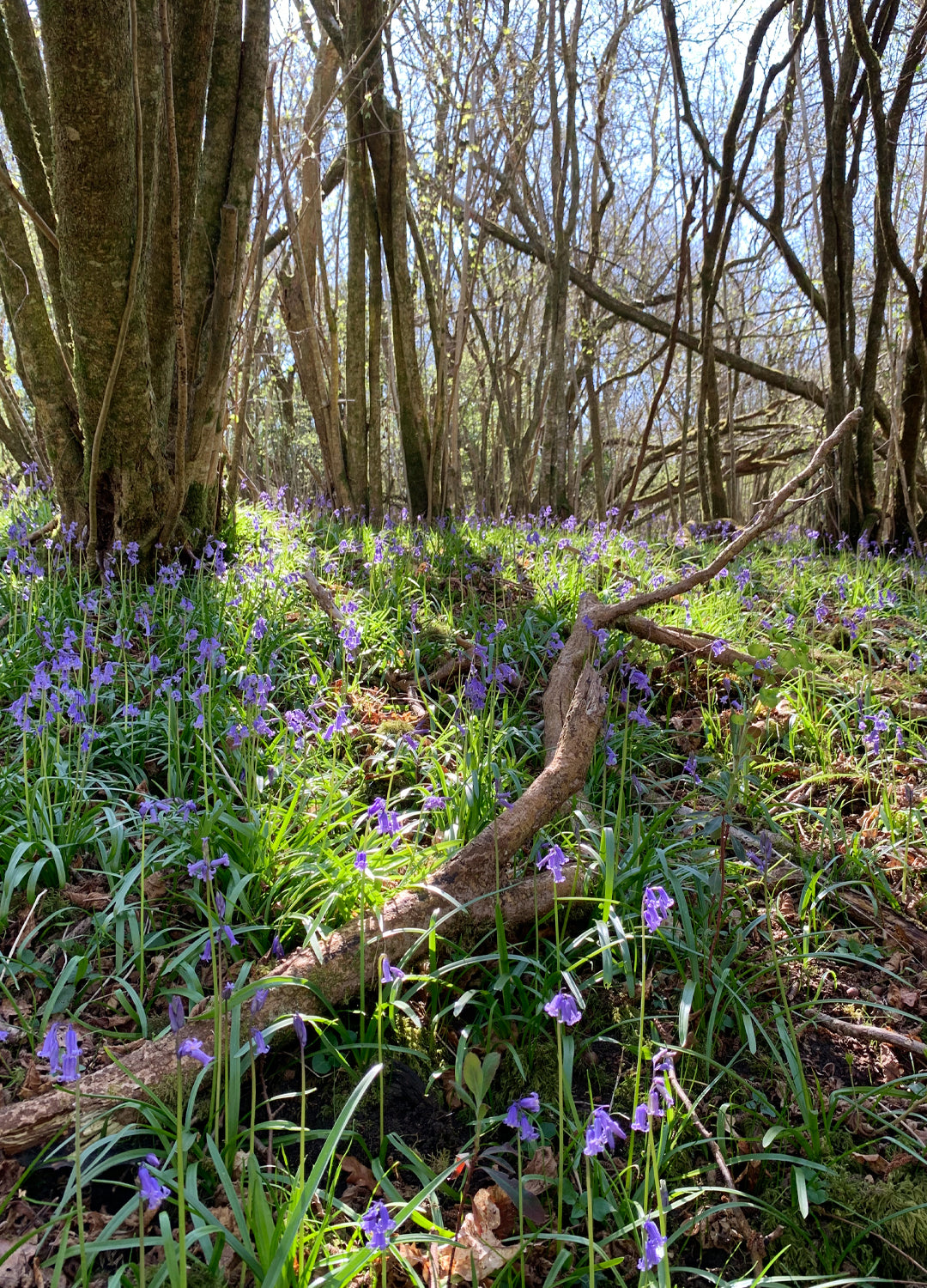 A bucolic childhood — bluebell woods near where Catherine grew up