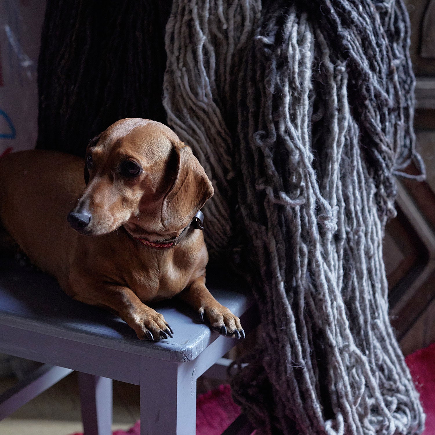 Close-knit — Maddalena's four-legged friend, Giorgia