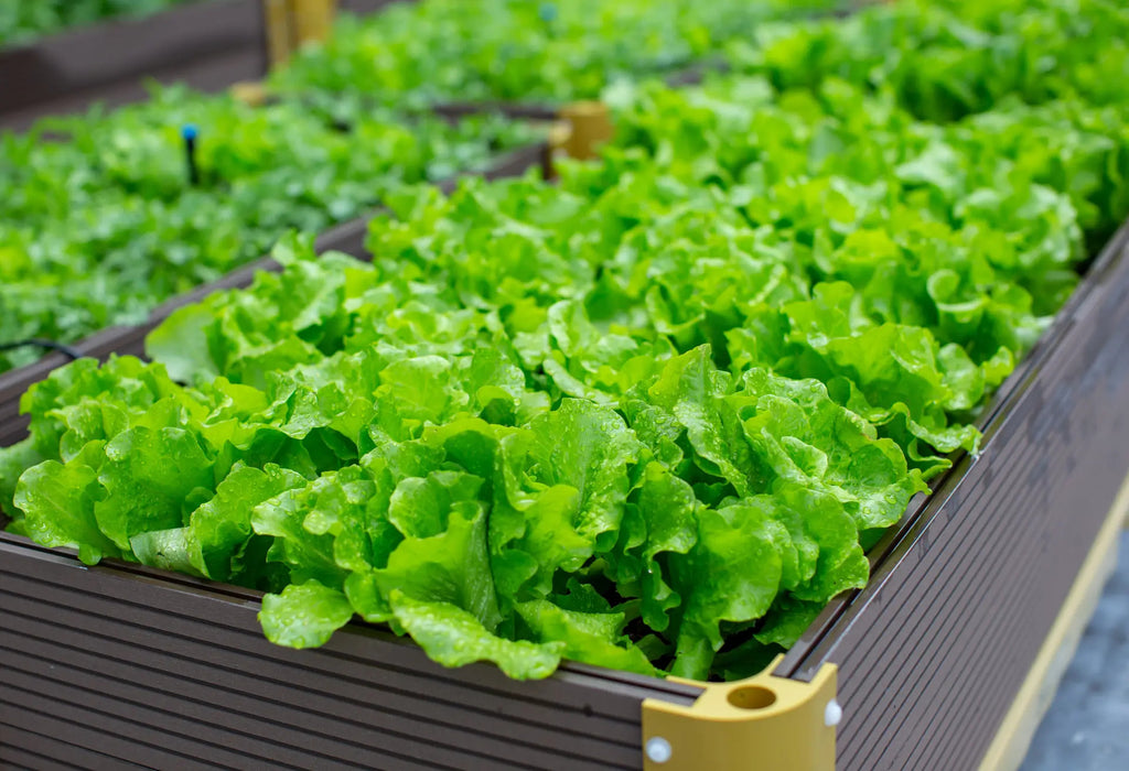 Salad days: fresh ingredients grown on site