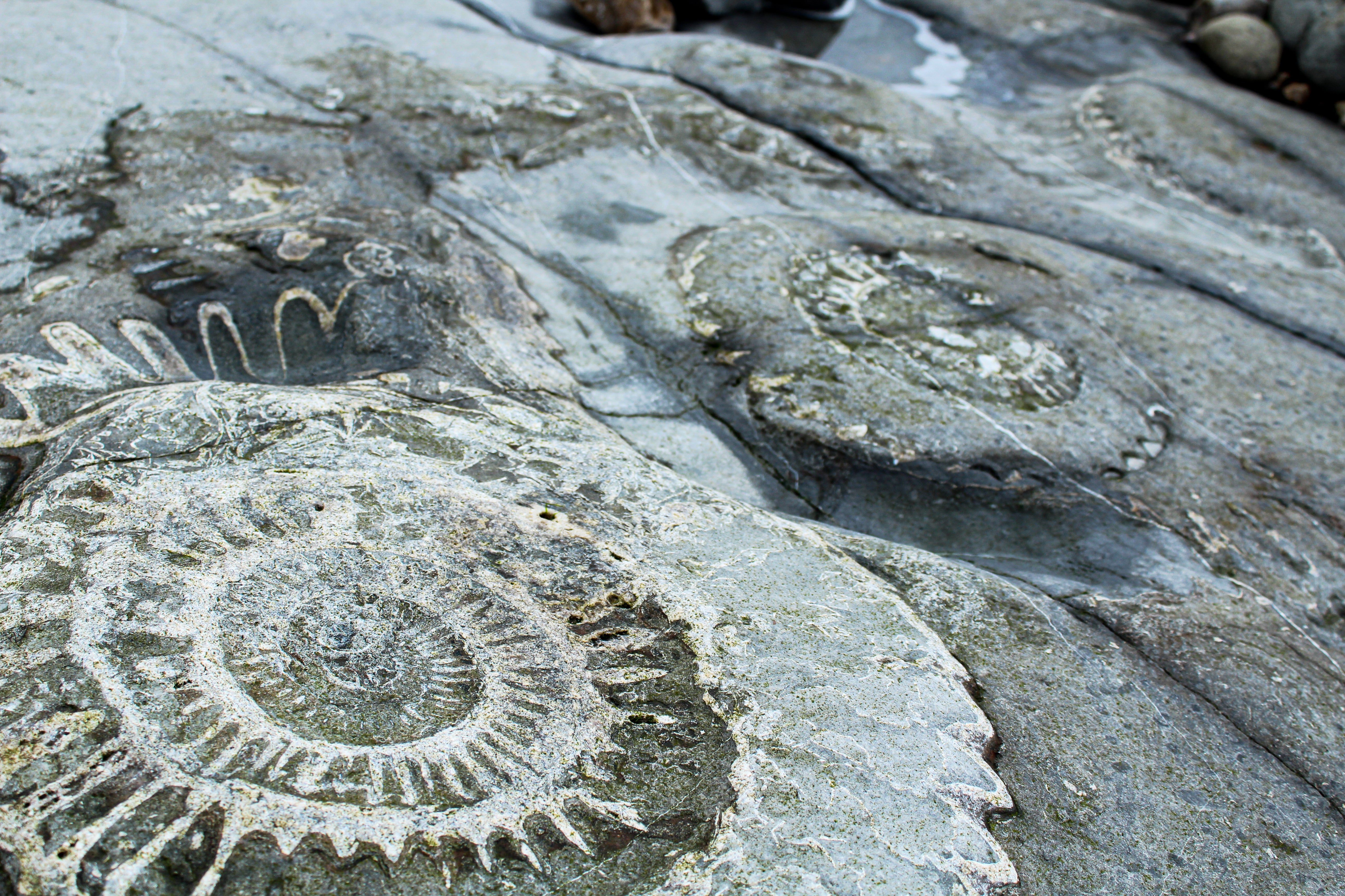 Land before time — cephalopod fossils at England's only natural World Heritage Site