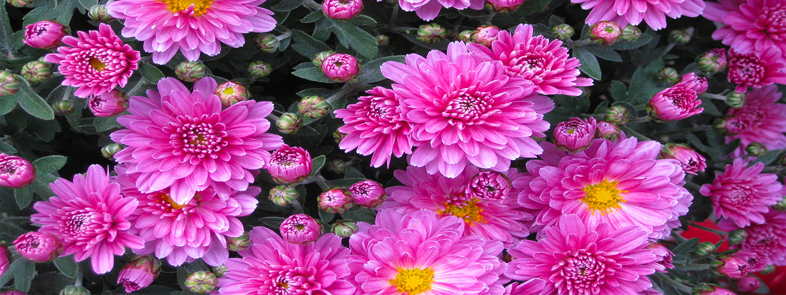 Chinese chrysanthemums