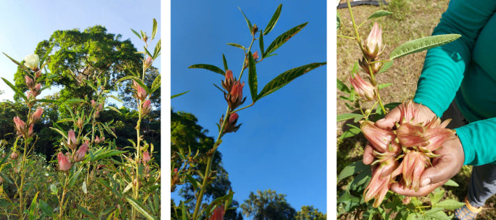 Pink Rosella Sorrel Trinidad