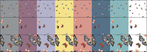 echantillon collection papillon