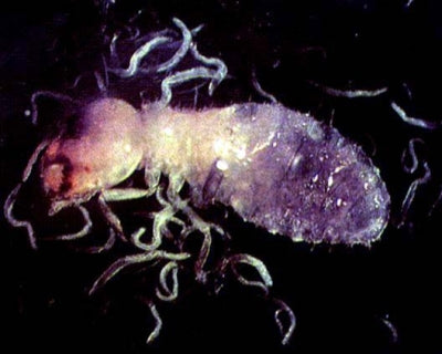 Steinernema kraussei Nematodes