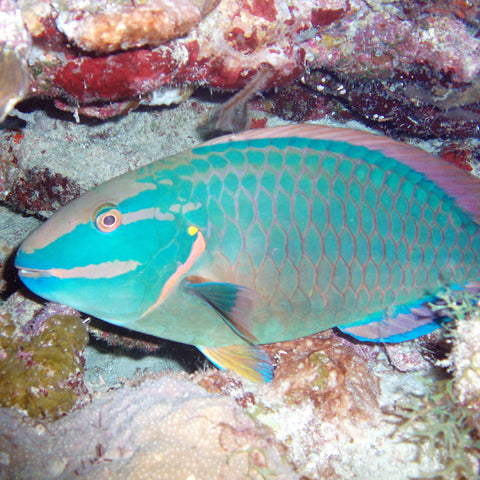 Stoplight Parrot Fish