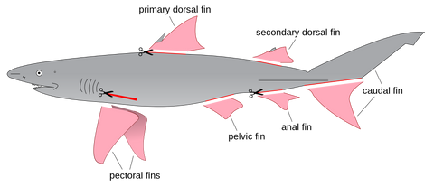 Shark_finning_diagram.svg_large.png