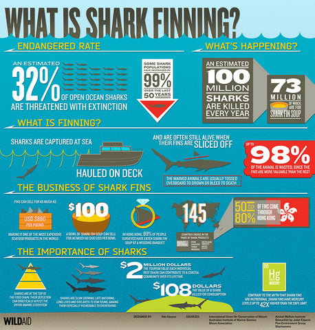 WhatIsSharkFinning_web_large.jpg