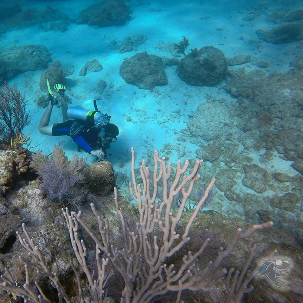 Molasses Reef Scuba Diving In Miami, FL Best Scuba Diving Classes