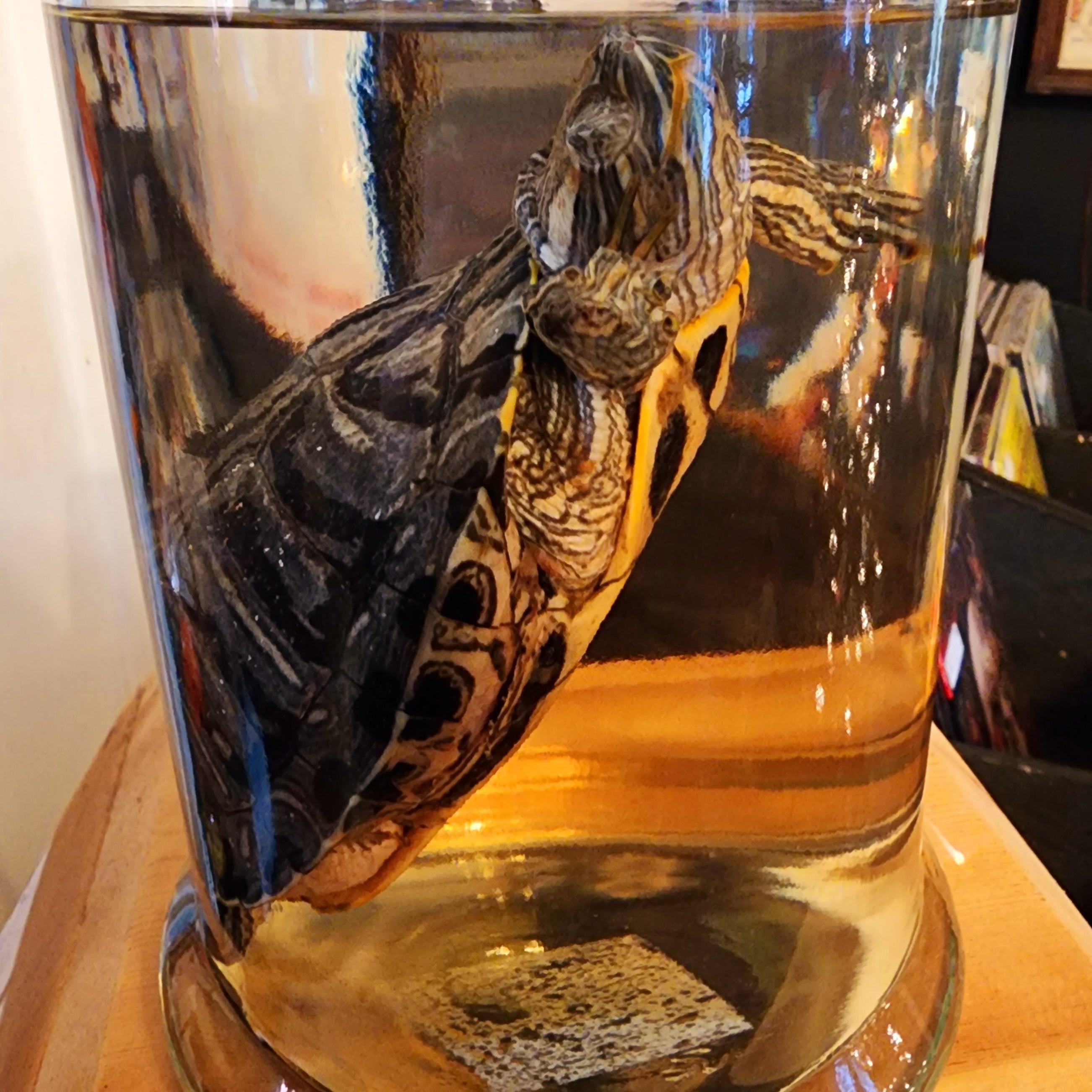 Turtle Wet Specimen