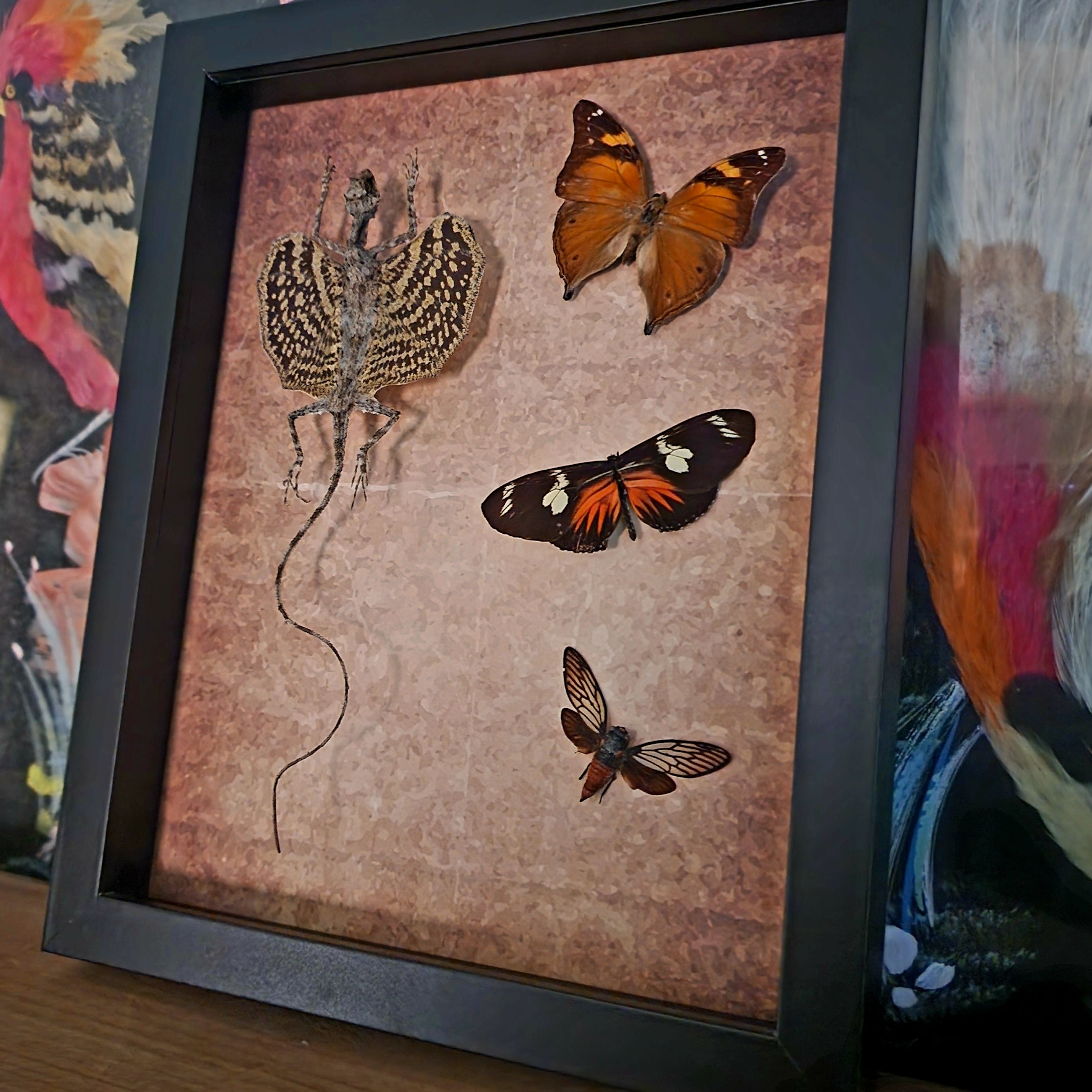 Draco Flying Lizard & Butterfly Friends