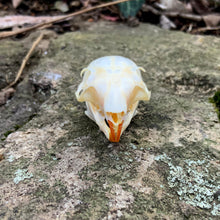 Load image into Gallery viewer, SQUIRREL SKULL
