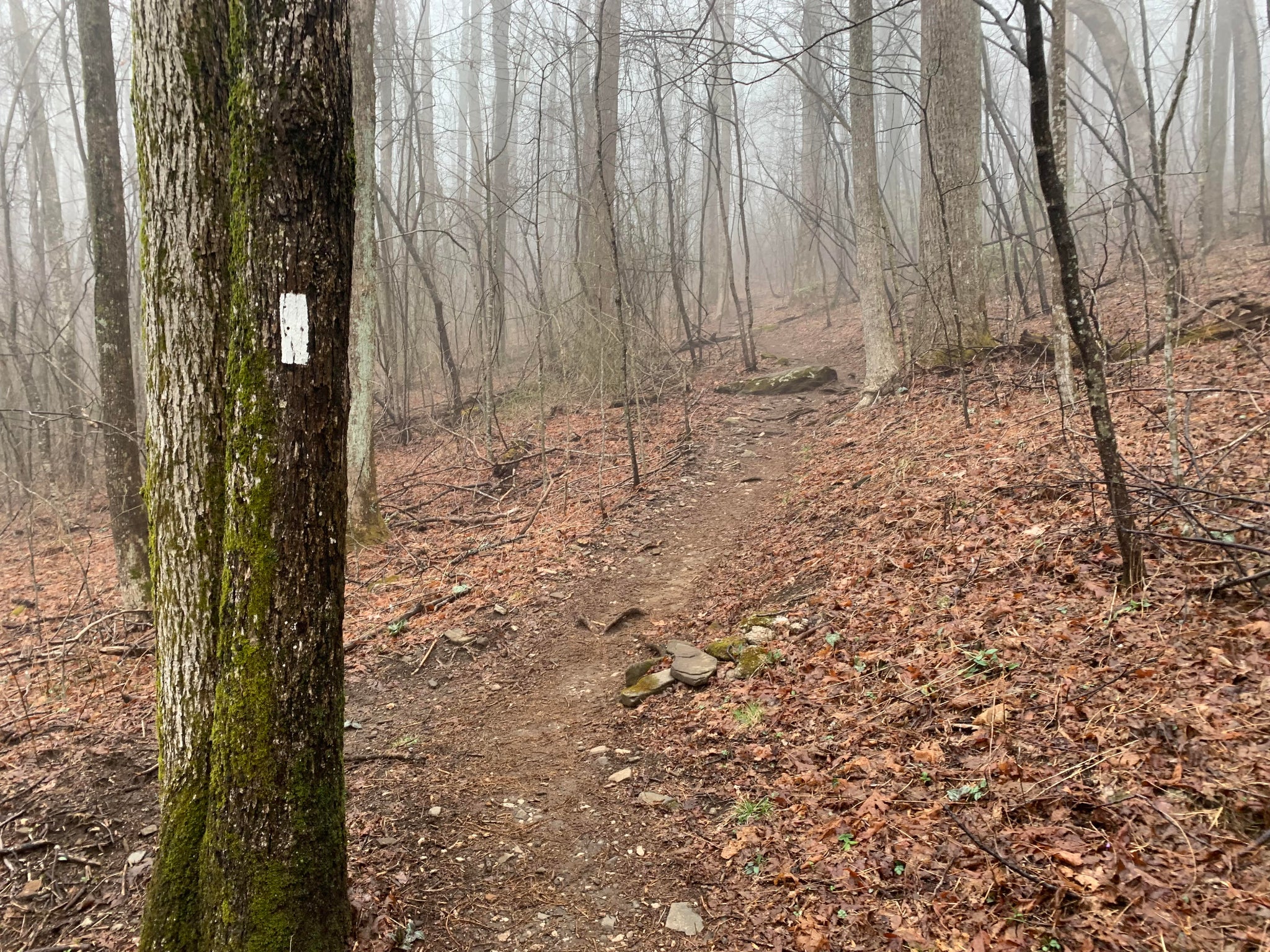 Georgia Loop - March 2019 - Appalachian Trail section