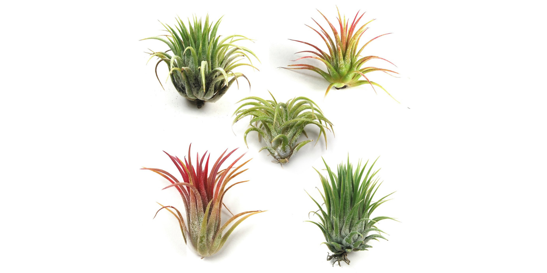 Air Plants