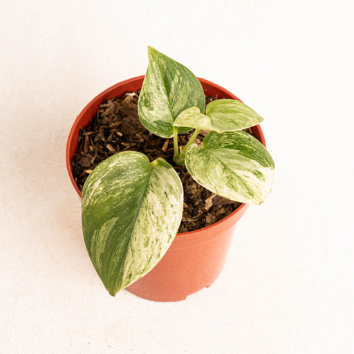 Epipremnum pinnatum marble variegated – Aroid Market