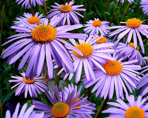 aster-flowers-in-pots