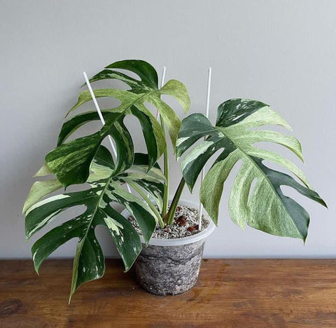 monstera-mint-variegated-aroid