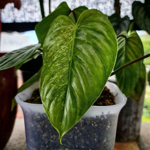 philodendron-sodiroi-variegated