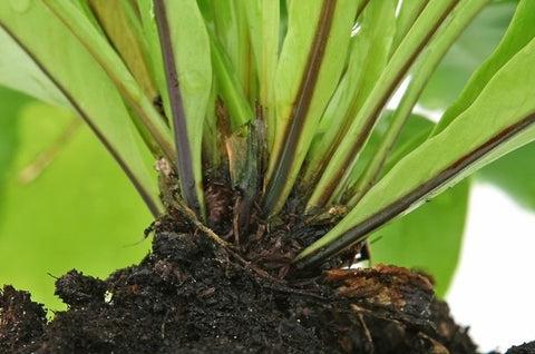 rotten-roots-vs-healthy-roots