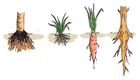 rotten-roots-vs-healthy-roots