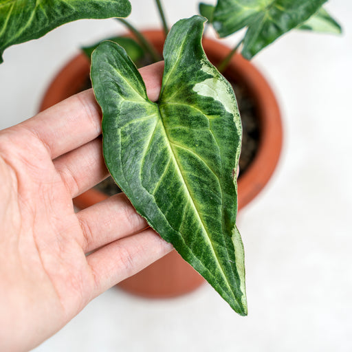 Epipremnum Pinnatum Marble Queen — Aroidasia