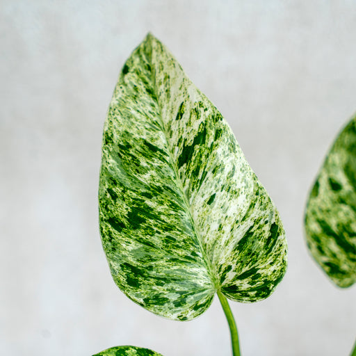 Epipremnum Pinnatum Marble Queen — Aroidasia