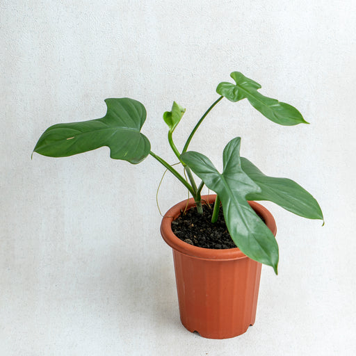 Philodendron Bipennifolium Aurea — Aroidasia