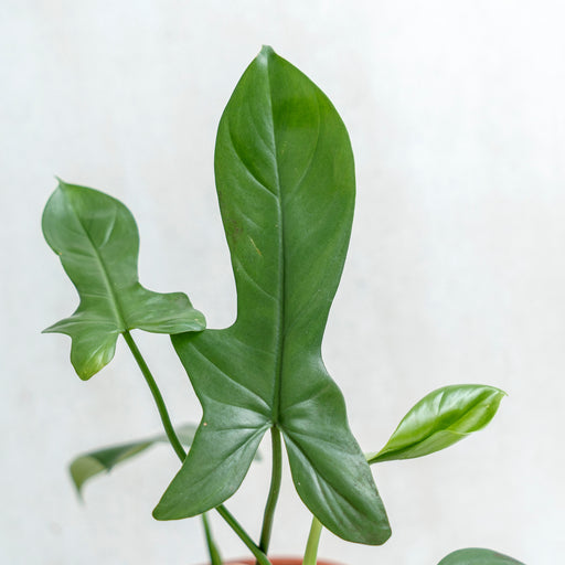 Philodendron Bipennifolium Aurea — Aroidasia