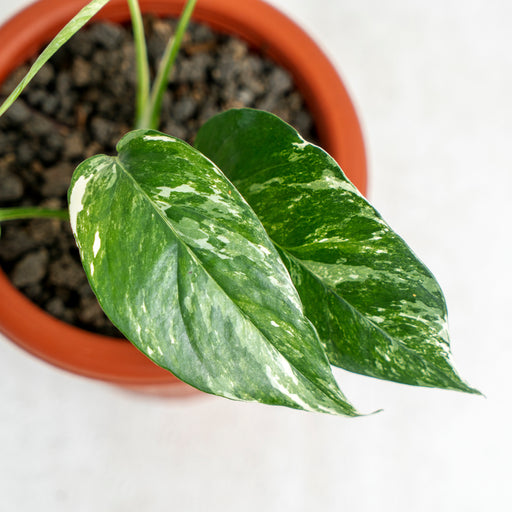 Epipremnum pinnatum marble – Planted.