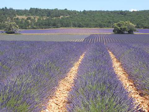 Lavendar from Haute Provence