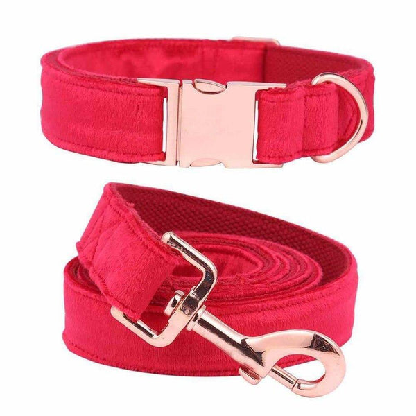 dog collars and leashes