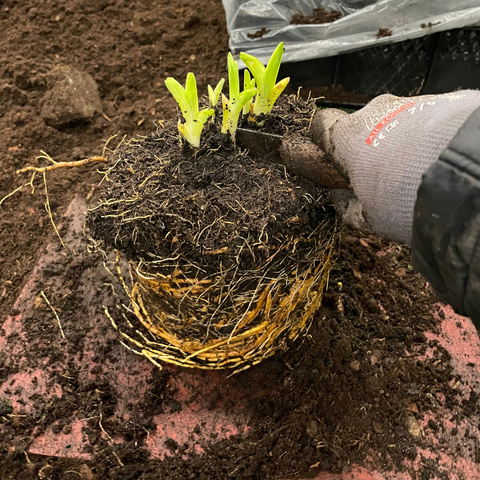 Vaste planten scheuren