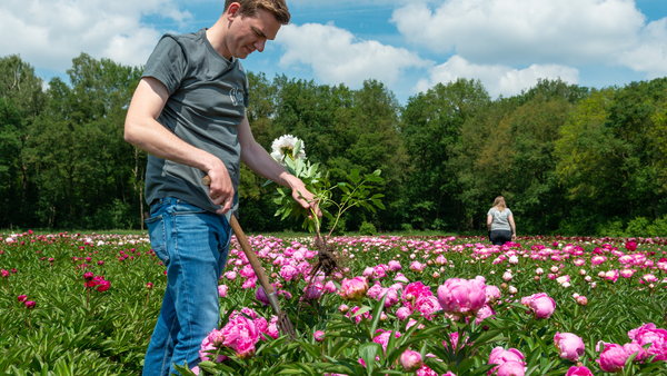 Uitsteken van verkeerde plant tussen de pioenrozen