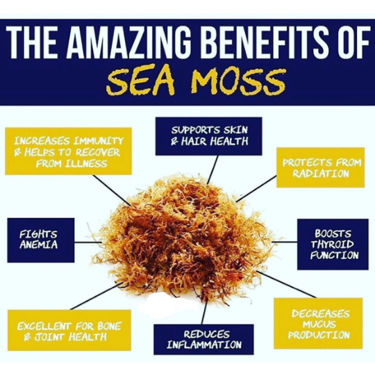 Wild crafted Sea Moss, Irish Moss, Chondrus Crispus- Dr. Sebi Inspired